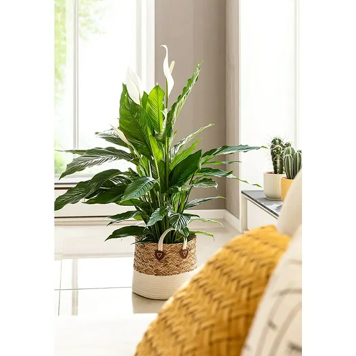 Piardino Einblatt - Spathiphyllum floribundum, Topfgröße: 17 cm - Friedenslilie in einem geflochtenen Korb mit weißen Blüten und grünen Blättern. Eine elegante Zimmerpflanze für ein stilvolles Zuhause.