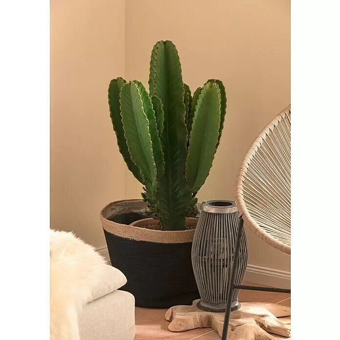 Farolillo alto Tarik - L x An x Al: 28 x 28 x 72 cm, Antracita - Gran cactus verde en una cesta de plantas negra y de fibra natural, en un entorno de decoración.