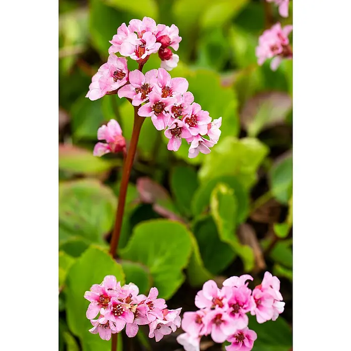 Piardino Bergenie - Bergenia cordifolia, 17 cm - Nahaufnahme einer Gruppe von blassrosa Bergenienblüten mit grünen Blättern im Hintergrund.