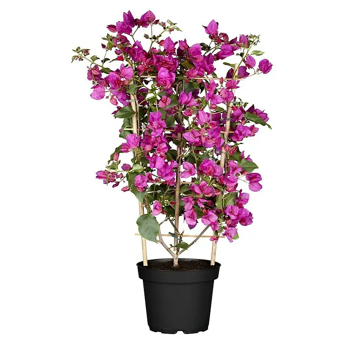 Piardino Drillingsblume Spalier - Bougainvillea glabra, Topfgröße: 21 cm - Das Foto zeigt eine üppige Bougainvillea-Pflanze mit leuchtend violetten Blüten in einem schwarzen Topf. Die Pflanze wird von einem Holzspalier gestützt.