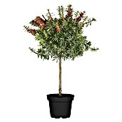 Callistemon citrinus21 Splendens mit ro
