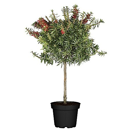 Piardino Zylinderputzer Stamm (Callistemon citrinus, Topfgröße: 21 cm)
