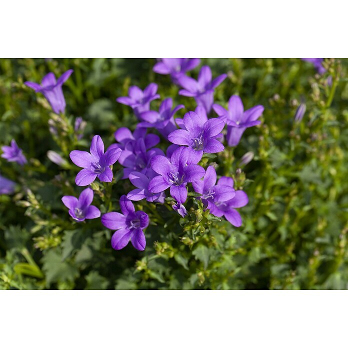 Campanula portenschlagiana 11
