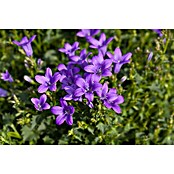Campanula portenschlagiana 11