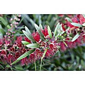 Callistemon citrinus21 Splendens mit ro