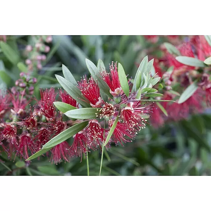 Piardino Zylinderputzer Stamm - Callistemon citrinus, Topfgröße: 21 cm - Leuchtend rote Flaschenbürstenblüten mit stacheligen Staubblättern und grünen Blättern an einem Pflanzenzweig, in voller Blüte.