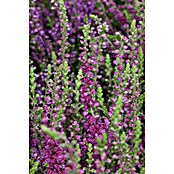 Calluna vulgaris 11 Dark Beauty