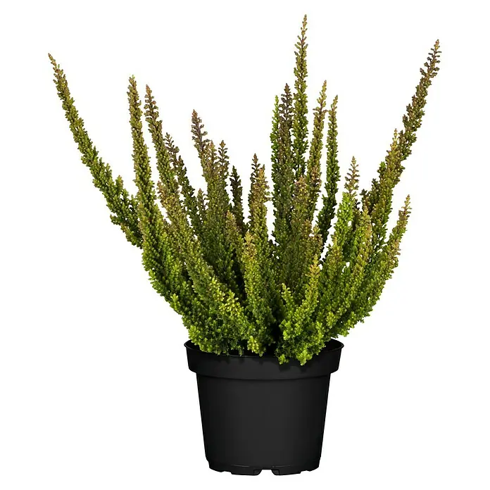 Piardino Besenheide - Calluna vulgaris 'Skyline', Topfgröße: 11 cm - Heidekraut Calluna vulgaris im schwarzen Topf. Die Pflanze hat grüne und braune Triebe und sieht dekorativ aus.