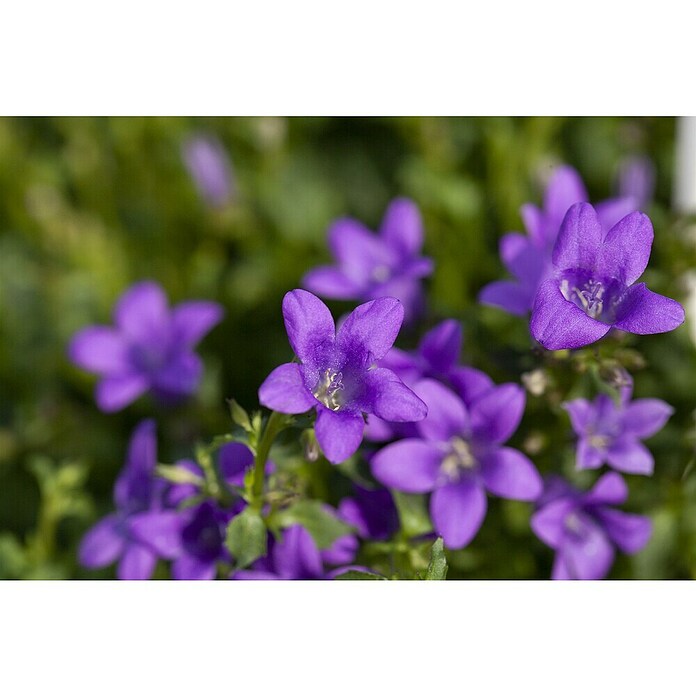 Campanula portenschlagiana 11
