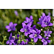 Campanula portenschlagiana 11