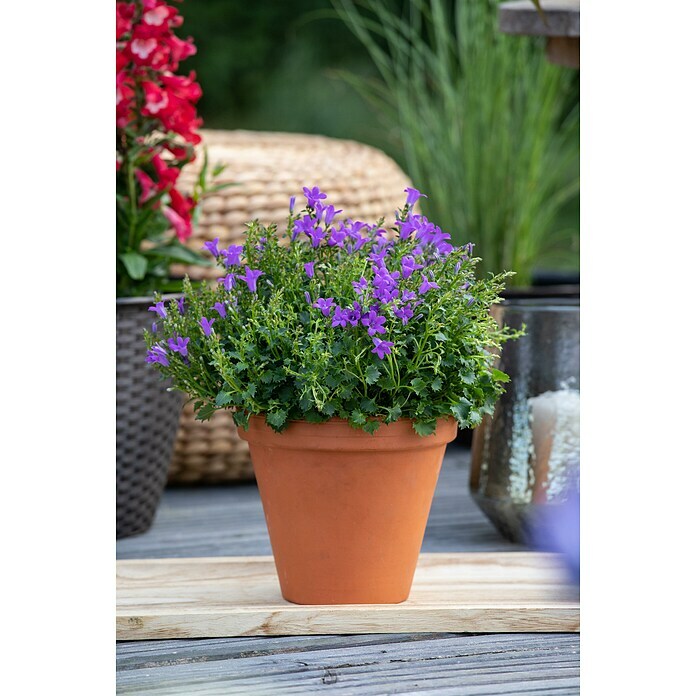 Campanula portenschlagiana 11