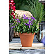Campanula portenschlagiana 11
