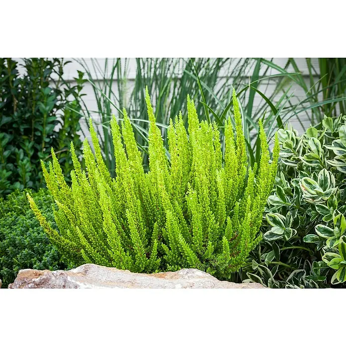 Piardino Besenheide - Calluna vulgaris 'Skyline', Topfgröße: 11 cm - Nahaufnahme einer leuchtend grünen Zypressenheide im Gartenbeet, umgeben von verschiedenen Pflanzen und einem Stein.