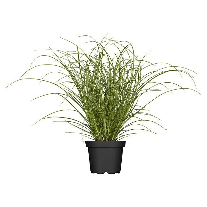 Piardino Ziergras (Carex brunnea 'Variegata', Topfgröße: 19 cm) | BAUHAUS