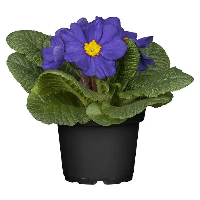 Piardino Primel - Primula acaulis, Topfgröße: 10 cm, Variabel - Blaue Primel in einem schwarzen Topf. Die Blüten haben ein gelbes Zentrum und die Blätter sind grün und gewellt.