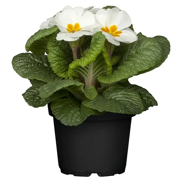 Piardino Primel - Primula acaulis, Topfgröße: 10 cm, Variabel - Nahaufnahme einer Topfpflanze mit weißen Primelblüten und grünen, strukturierten Blättern vor einem dunklen Hintergrund.