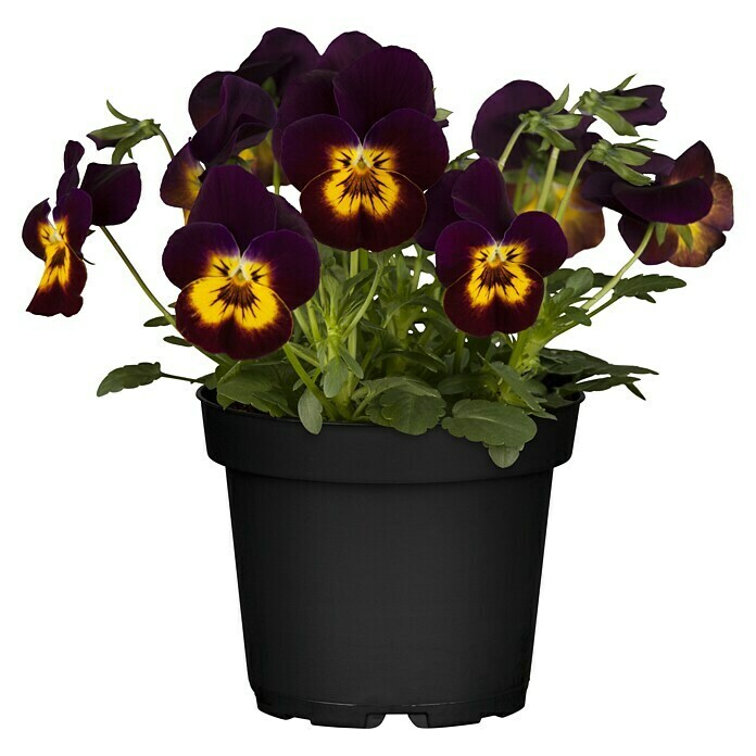 Piardino Hornveilchen (Viola cornuta, Topfgröße: 9 cm, Sortenabhängig)