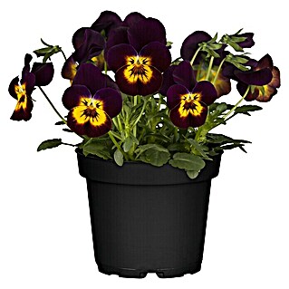 Piardino Hornveilchen (Viola cornuta, Sortenabhängig)