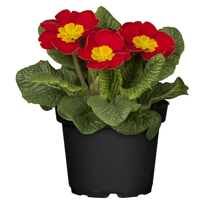 Piardino Primel - Primula acaulis, Topfgröße: 10 cm, Variabel - Ein Topf mit roten und gelben Primelblüten auf schwarzem Hintergrund. Die Blüten haben leuchtende Farben und die Blätter sind frisch grün.