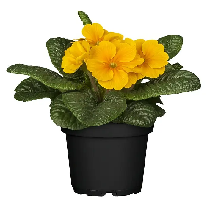 Piardino Primel - Primula acaulis, Topfgröße: 10 cm, Variabel - Die Primel im Topf ist ein Blickfang mit ihren leuchtend gelben Blüten und grünen Blättern, die in einem schwarzen Topf präsentiert werden.