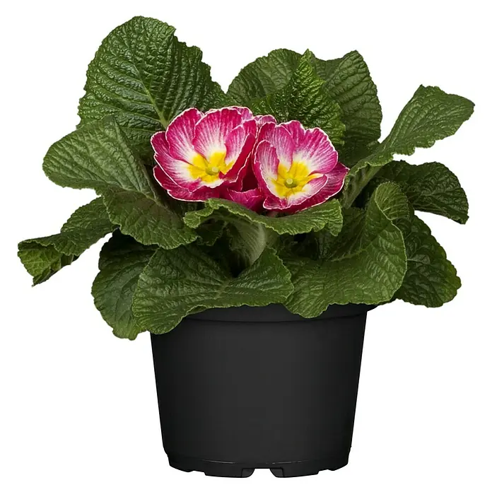 Piardino Primel - Primula acaulis, Topfgröße: 10 cm, Variabel - Nahaufnahme einer Primel im Topf mit leuchtend pinkfarbenen Blüten und grünen Blättern, die eine fröhliche Farbnote setzt.