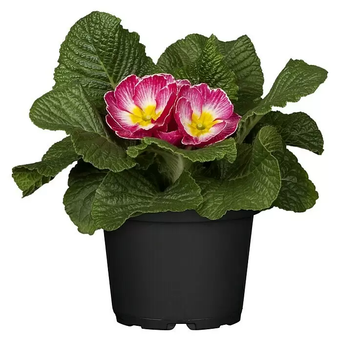 Piardino Frühlingsblüher PrimelPrimula acaulis, 1 Stk., Topfgröße: 10 cm, Variabel