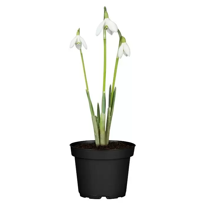 Piardino Frühlingsblumenzwiebeln Schneeglöckchen - Galanthus nivalis - Weiße Schneeglöckchen mit grünen Stielen in einem schwarzen Topf.