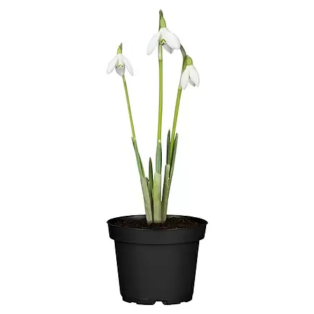Piardino  Frühlingsblumenzwiebeln Schneeglöckchen