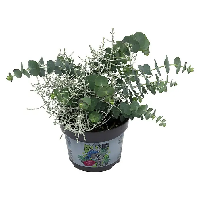 islandmohn saatgut Islandmohn – bio – My Cottage Garden