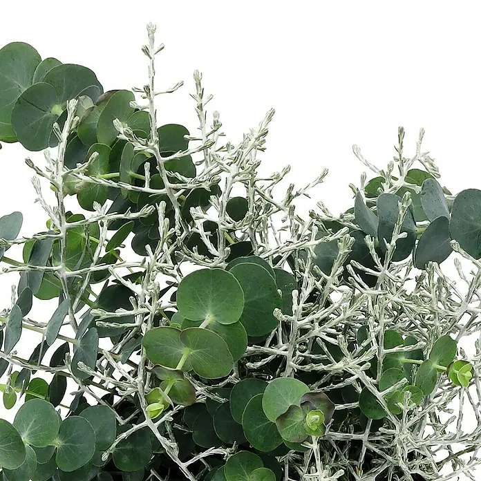 Piardino Eukalyptus mit Calocephalus - Topfgröße: 13 cm - Grünes Laub mit runden Blättern und silbrig-grauen Zweigen.