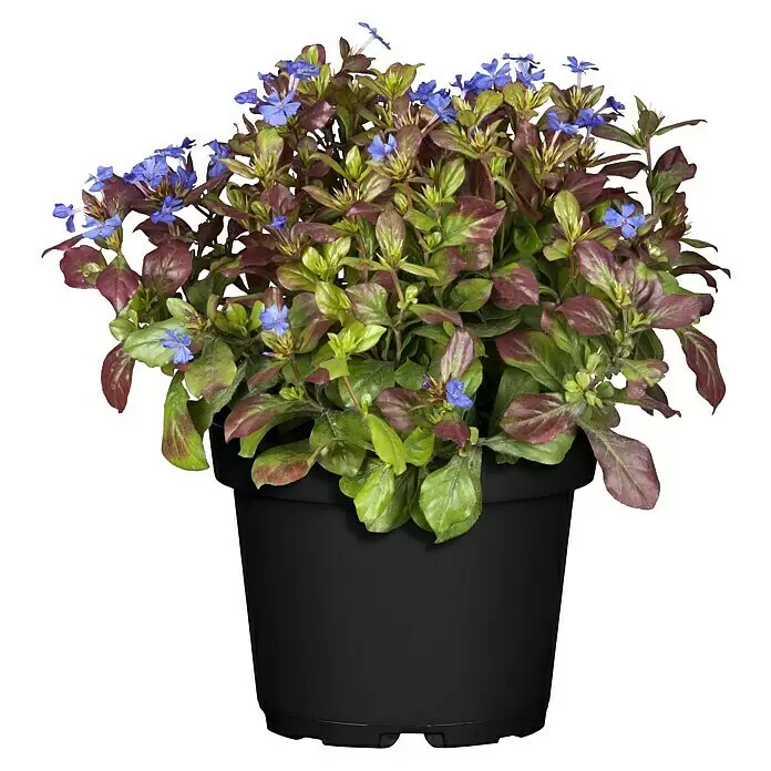 Piardino Bleiwurz - Topfgröße: 13 cm - Topfpflanze mit blauen Blüten und grün-rotem Laub in einem schwarzen Übertopf.