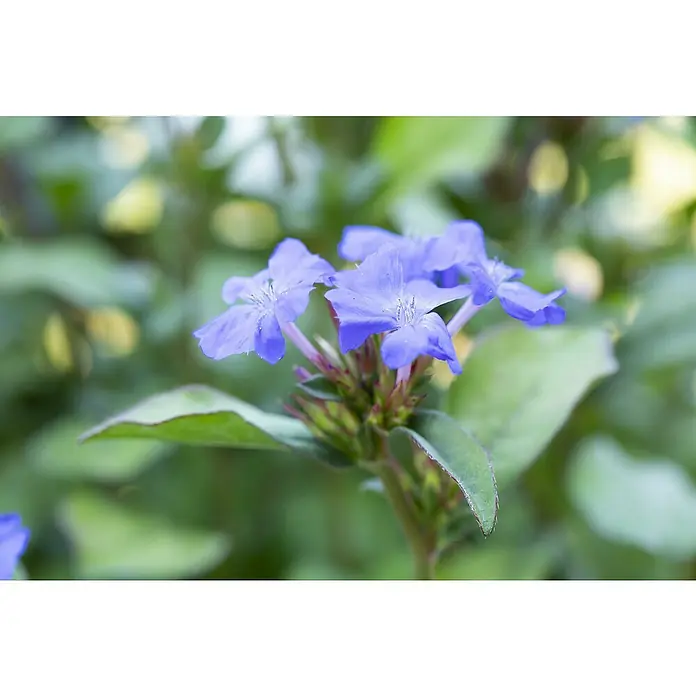 Piardino Bleiwurz - Topfgröße: 13 cm - Nahaufnahme blauer Bleiwurzblüten, die ihre filigranen Blütenblätter und zarten Details zeigen, eingebettet in üppiges grünes Laub.