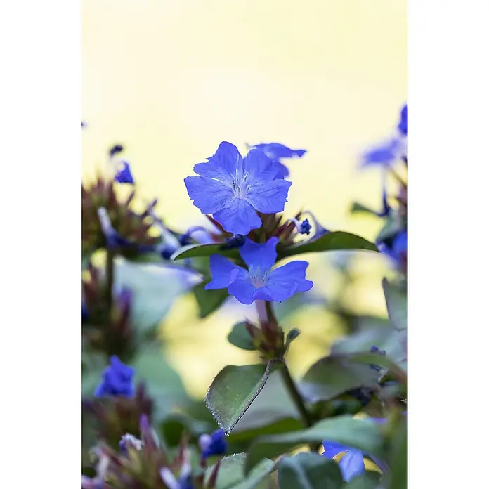 Piardino Bleiwurz - Topfgröße: 13 cm - Nahaufnahme von zarten Bleiwurzblüten mit leuchtend blauen Blütenblättern und grünen Blättern vor einem weichen, gelben Hintergrund.