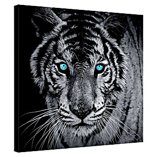 Leinwandbild (Tiger, B x H: 80 x 80 cm)