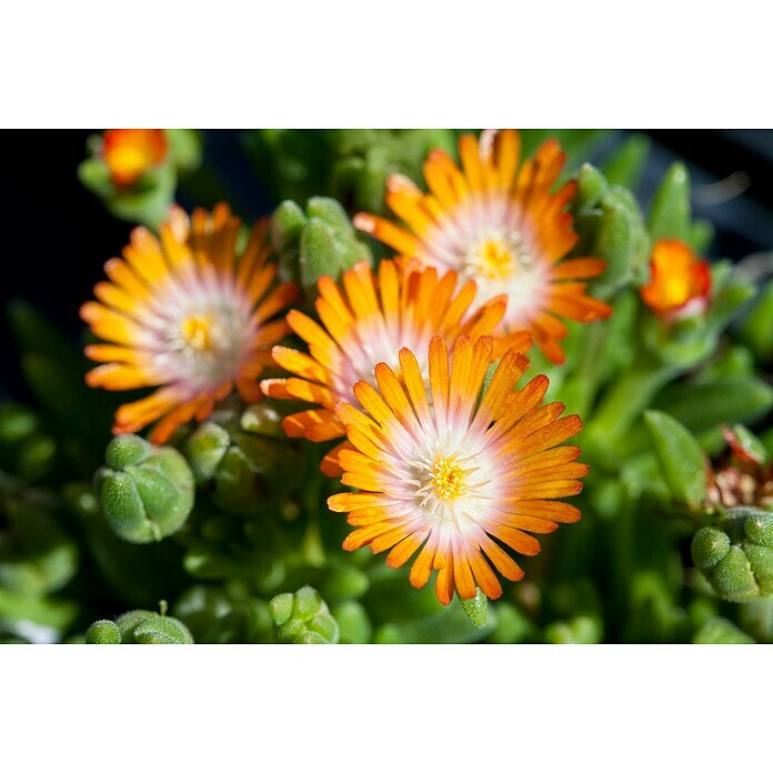 Delosperma cooperi 12 i.F. gem.