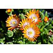Delosperma cooperi 12 i.F. gem.