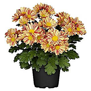 Piardino Herbst-Chrysantheme (Dendranthema Hybride, Topfgröße: 14 cm, Zweifarbig sortenabhängig)