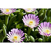 Delosperma cooperi 12 i.F. gem.