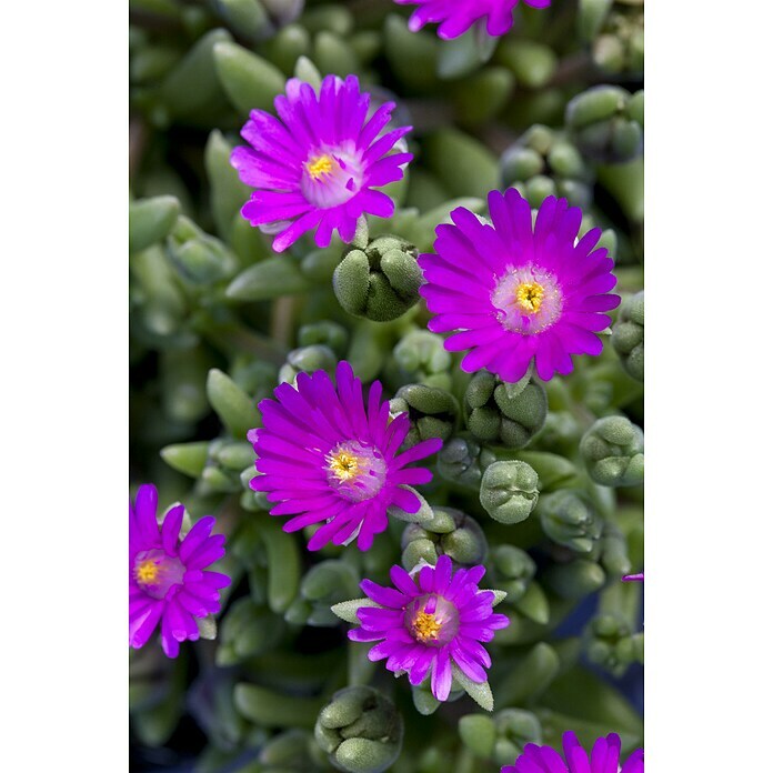 Delosperma cooperi 12 i.F. gem.