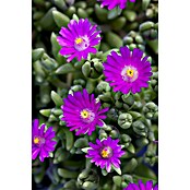 Delosperma cooperi 12 i.F. gem.