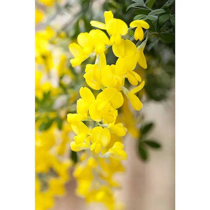 Piardino Ginster Pyramide - Cytisus racemosus, 17 cm, Gelb - Nahaufnahme von leuchtend gelben Ginsterblüten, die anmutig herabhängen, mit grünen Blättern im Hintergrund.