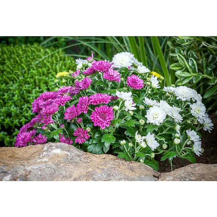Piardino Crisantemo - Tamaño de maceta: 26 cm - Hermosos crisantemos morados y blancos floreciendo en un jardín, enclavados entre plantas verdes y un borde de piedra.