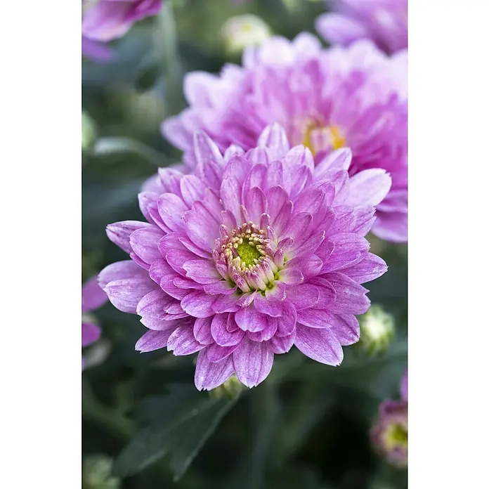 Piardino Crisantemo - Tamaño de maceta: 26 cm - Primer plano de una flor de crisantemo púrpura con un centro amarillo-verde y pétalos densos, rodeado de vegetación borrosa.