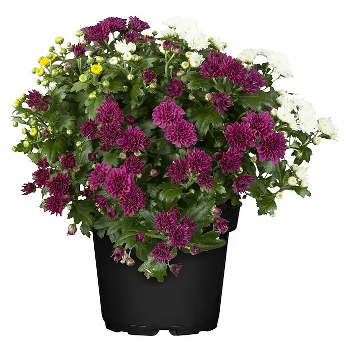Piardino Crisantemo - Tamaño de maceta: 26 cm - Crisantemos en maceta en púrpura, blanco y amarillo, ideal para interior y exterior, dando color a cualquier espacio.