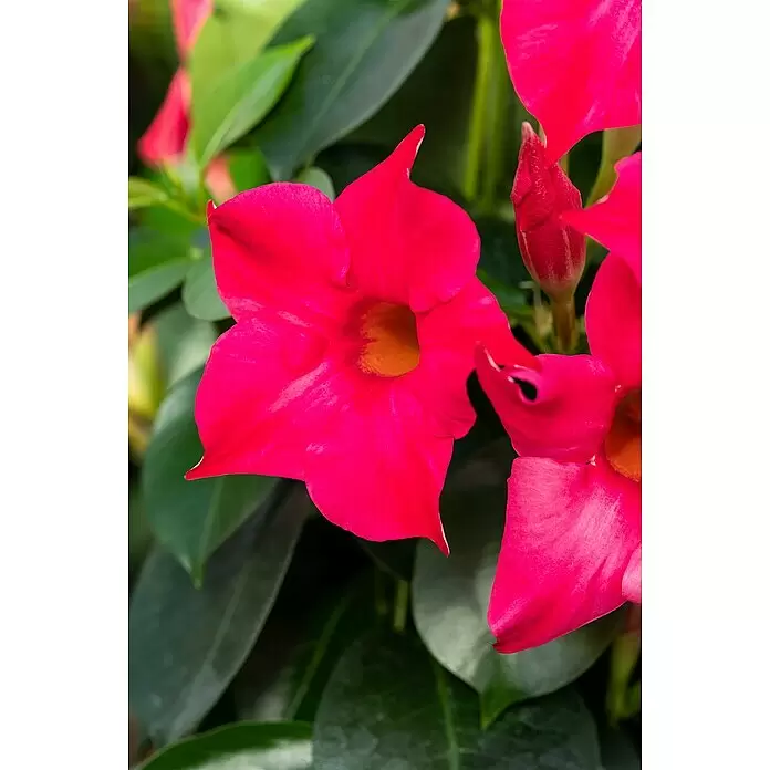 Piardino Dipladenia in Herzform - Dipladenia sanderi, Topfgröße: 19 cm, Rot - Leuchtend pinke Blüten, eine geöffnet, und eine geschlossene Knospe.