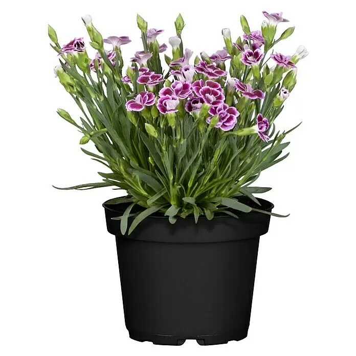 Piardino Gartennelke Mini Pink Kisses ® - Dianthus caryophyllus, Topfgröße: 6 cm, Lila/Weiß - Topfpflanze mit grünen Blättern und zahlreichen lila-weißen Blüten in einem schwarzen Plastiktopf.