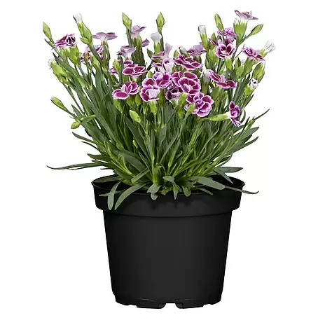 Piardino  Gartennelke Mini Pink Kisses ®