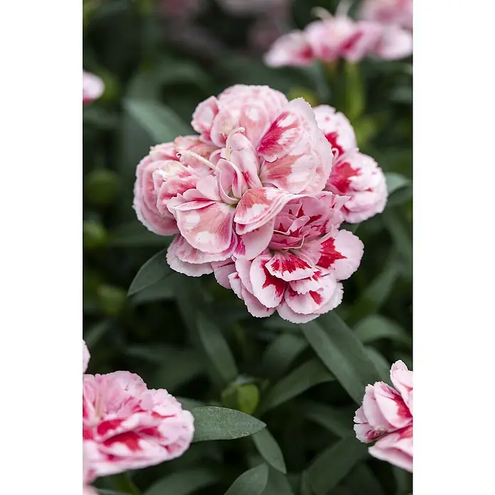 Piardino Gartennelke - Dianthus caryophyllus, Topfgröße: 20 cm, Sortenabhängig - Nahaufnahme einer rosa-roten Nelkenblüte. Die Blütenblätter sind zart und die Farben verleihen ihr ein malerisches Aussehen.