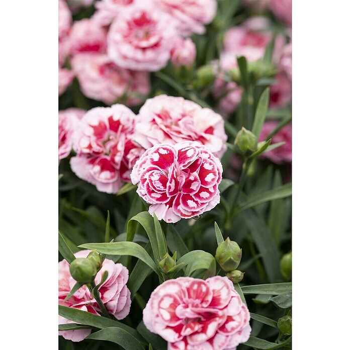 Piardino Clavel (Dianthus caryophyllus, Tamaño de maceta: 15 cm, En función de la variedad) | BAUHAUS