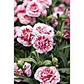 Piardino Clavel (Dianthus caryophyllus, Tamaño de maceta: 15 cm, En función de la variedad) | BAUHAUS
